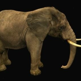 مدل سه بعدی فیل نر آفریقایی وحشی