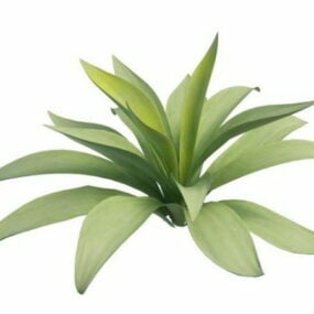 Indoor Agave Plant 3d model