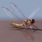 Animal Anaciaeschna Jaspidea Dragonfly