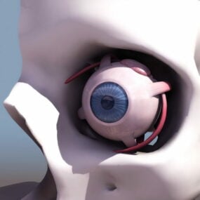 Anatomia dell'occhio umano modello 3d