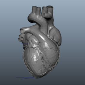 Anatomía animada del corazón humano modelo 3d.