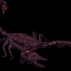 Dyr Arachnida Scorpion