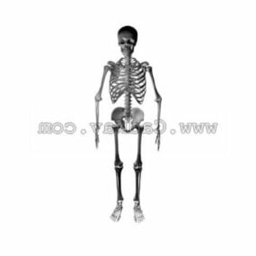 Modelo 3d de anatomía del esqueleto humano artificial