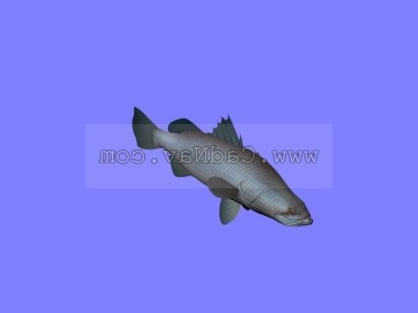 海洋动物澳洲肺鱼免费3d模型 Max Vray Open3dmodel 1805天内