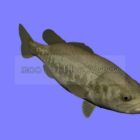 Blackbass Fish Animal