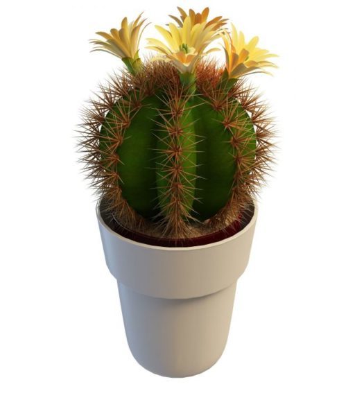 Blomstrende kaktus innendørs plante