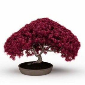 붉은 단풍나무 식물의 분재 3d 모델