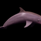 Delfín nariz de botella salvaje