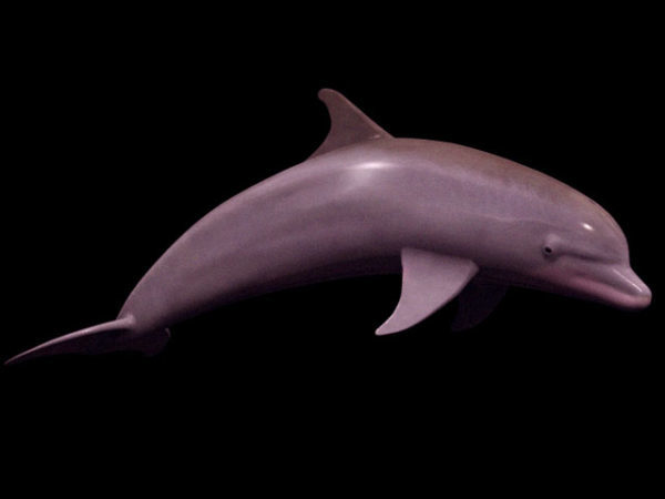 Wilder Bottlenose-Delphin