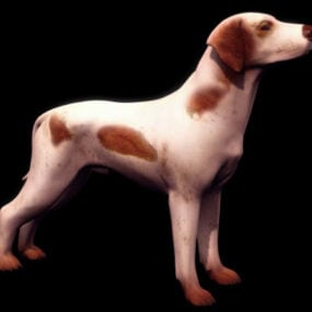 Model 3D dzikiego psa Bracco Italiano