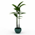 Indoor Broad Leaf Potted Plant
