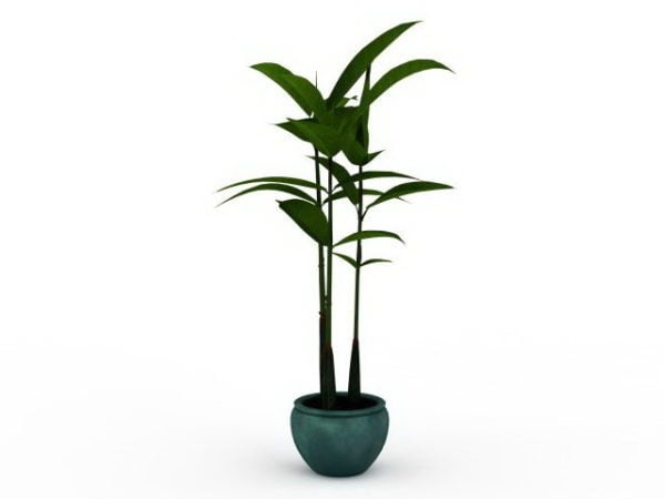 Innenbreites Blatt-Topfpflanze