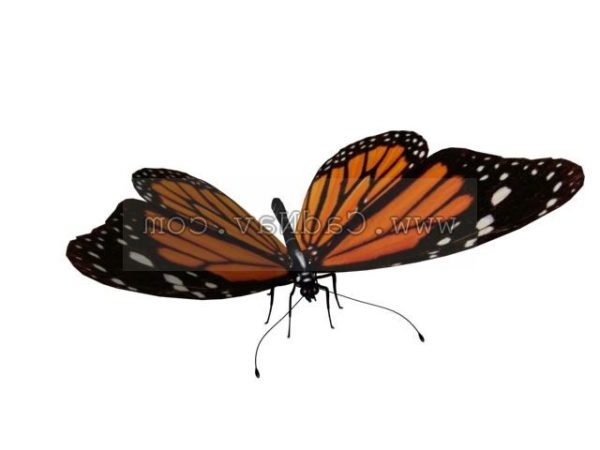 Animal mariposa salvaje