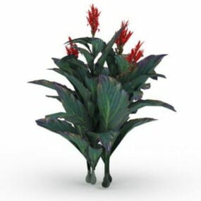 Canna Indica Flower Plant 3d model