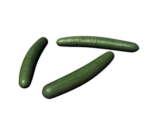 Cetriolo Cucumber Vegetable