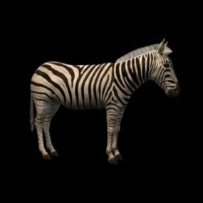 Modelo 3D da Zebra Chapman Selvagem