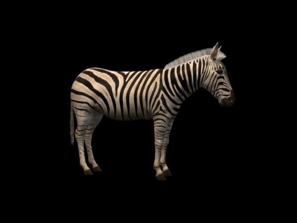 Wild Chapman Zebra