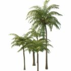 Gardencoconut Palm Trees