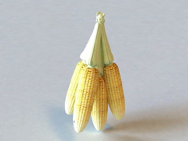 Food Corn Cobs