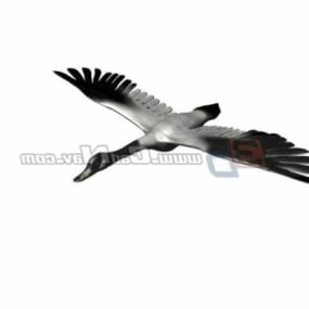 Animal Coscoroba Swan 3d model