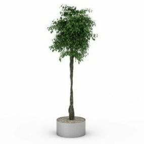 Courtyard Potted Tree 3d-modell