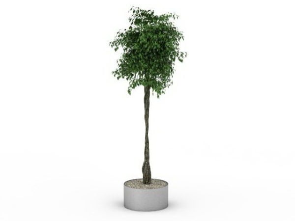 Courtyard Potted Tree