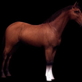 3д модель животного Домашняя лошадь