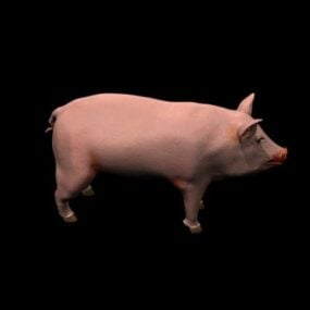 Modelo 3d de porco doméstico animal