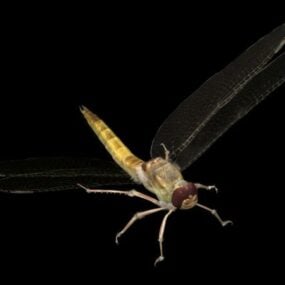 野生蜻蜓3d模型