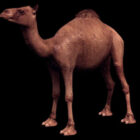 Wild Dromedary Camel