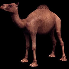 Wildes Dromedar-Kamel 3D-Modell