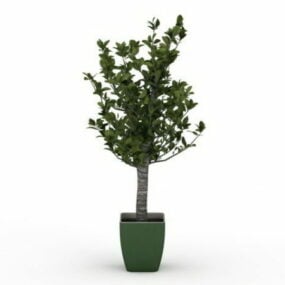 Model 3D jadeitowej rośliny Bonsai