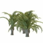 Palmové stromy Phoenix