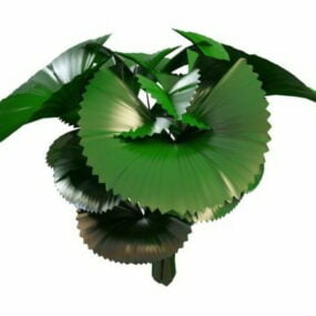 3d модель рослини "Слоняче вухо".