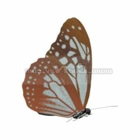 โมเดลสัตว์ Hecabe Butterfly 3d