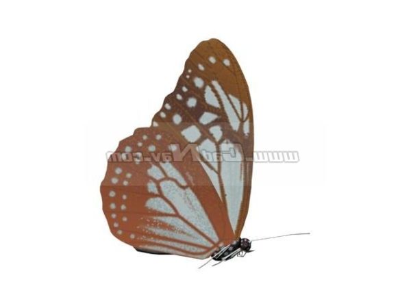 Animal Hecabe Mariposa