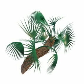 אירופאי Fan Palm Plant דגם תלת מימד