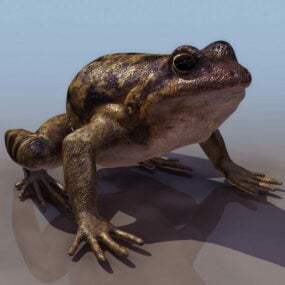 Dierlijke Europese Spadefoot Toad 3D-model