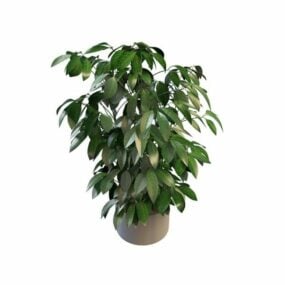 Evergreen Pot Plants Indoor 3d model