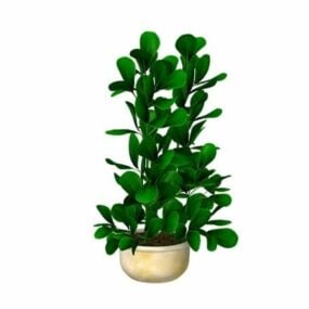 Indoor Evergreen Potted Plant 3d model