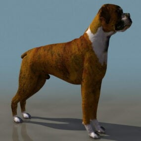 Hayvan Açık kahverengi Boxer Köpek 3d modeli