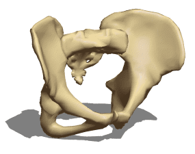 Anatomie du bassin féminin modèle 3D