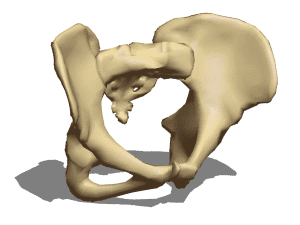 解剖学女性の骨盤無料3dモデル 3ds Obj Open3dmodel