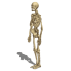 Anatomie féminine squelette