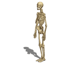 Anatomie weibliches Skelett 3D-Modell