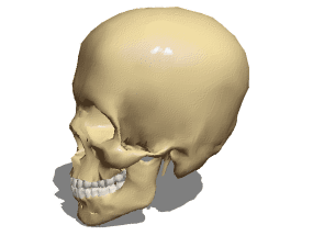 Anatomi kvinnlig skalle 3d-modell