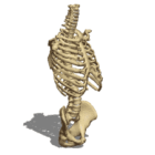 Anatomy Female Torso Bones