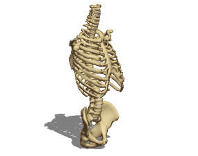 Anatomie des os du torse féminin modèle 3D