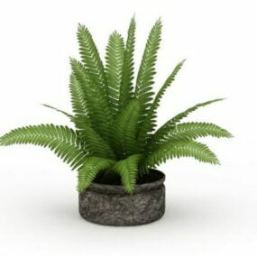 Indoor Plant Fern In Pot 3d model