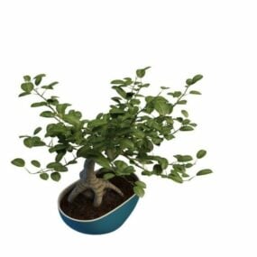 Modelo 3d de planta de árvore ficus bonsai